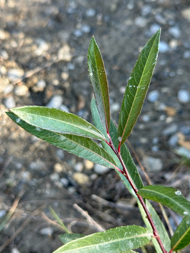 dusky willow (Salix melanopsis)