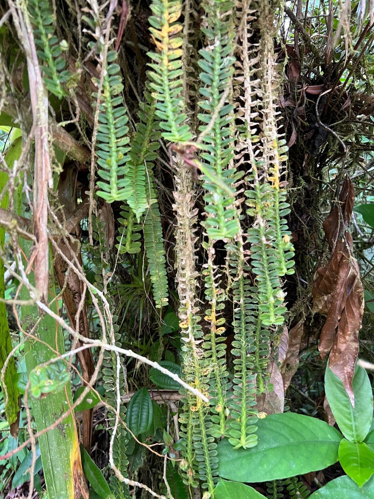Dichaea latifolia