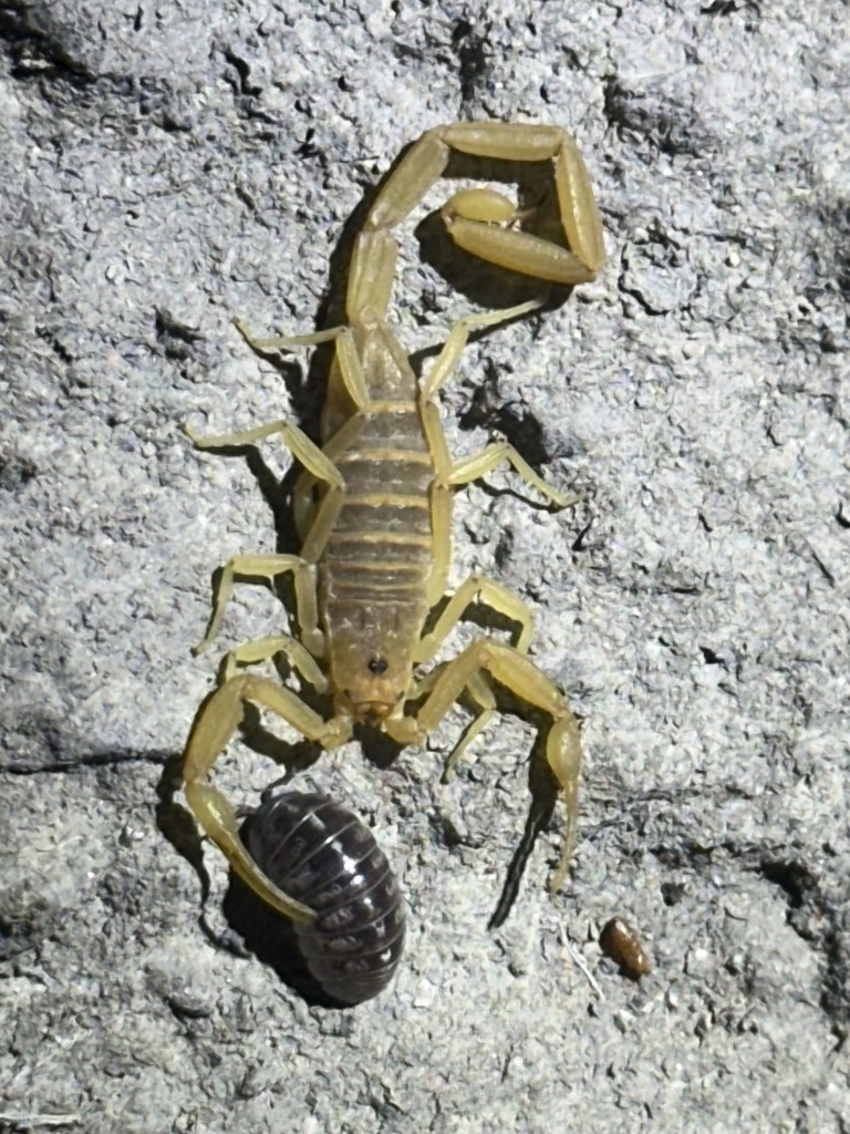 Arizona Bark Scorpion