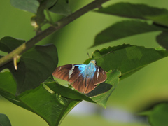 Astraptes fulgerator azul