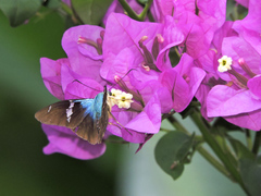 Astraptes fulgerator azul