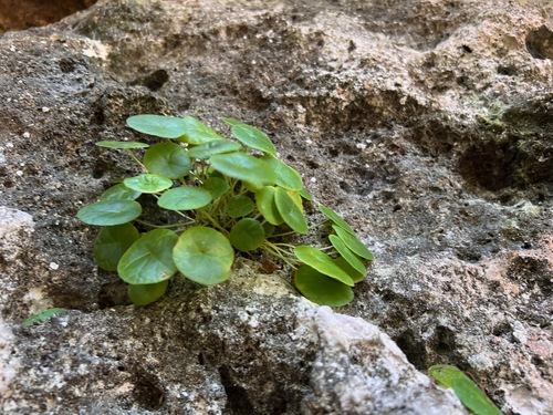 Dorstenia peltata