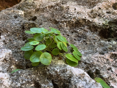 Dorstenia peltata