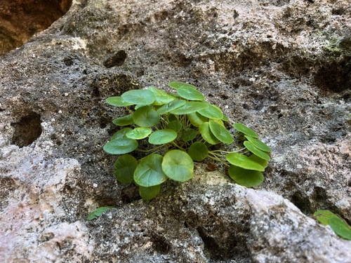 Dorstenia peltata