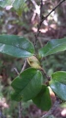 Diospyros