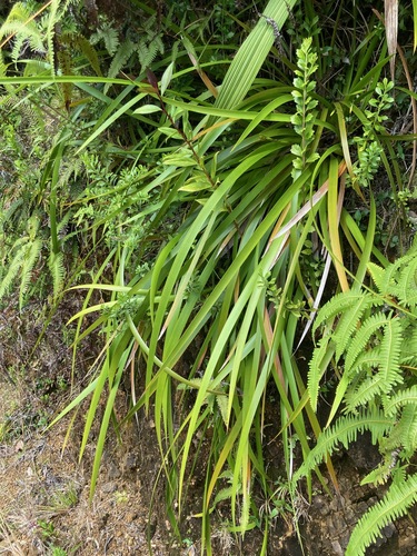 Forest Twig-Rush (Machaerina restioides)