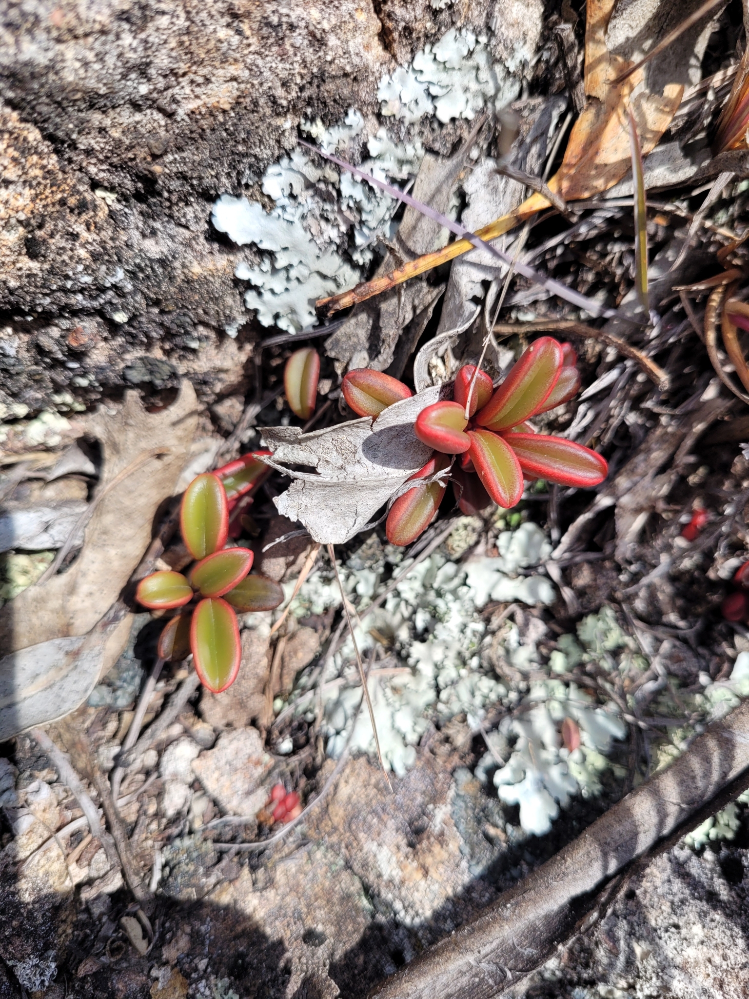Peperomia graveolens