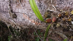 Bulbophyllum
