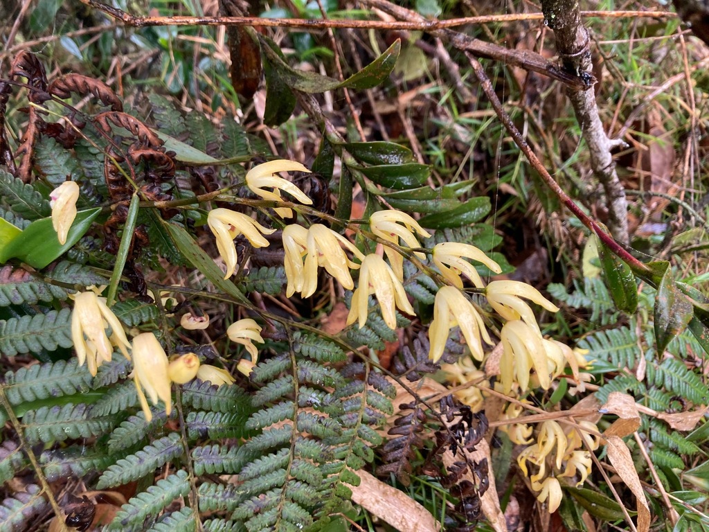 Dilomilis montana