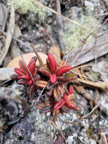 Peperomia graveolens, photograph 2