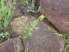 Pachycarpus natalensis