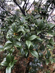 Symplocos macrostroma