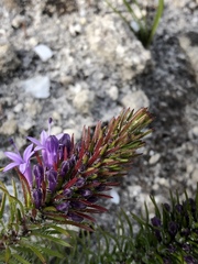 Merciera azurea