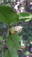 Diospyros