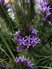 Merciera azurea