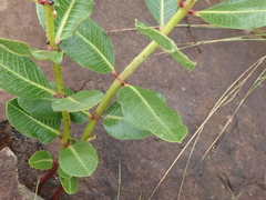 Pachycarpus natalensis