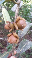 Diospyros