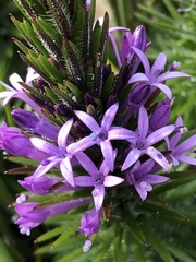 Merciera azurea