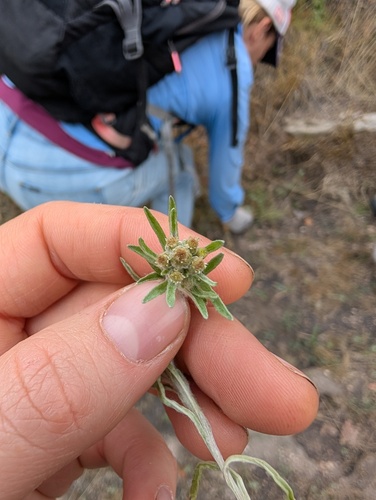 slender cudweed (Gnaphalium exilifolium)