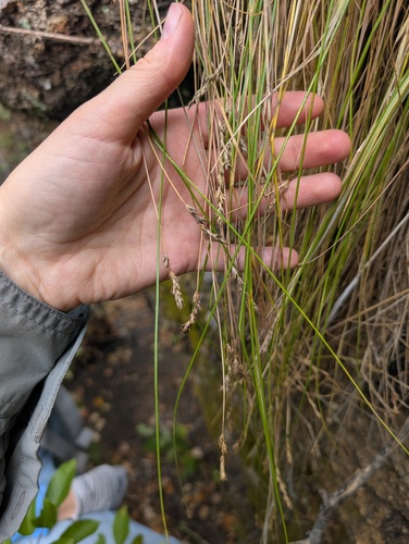 western sedge (Carex occidentalis)