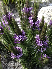 Merciera azurea