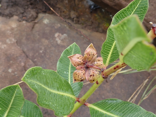 Image of Pachycarpus natalensis by no rights reserved