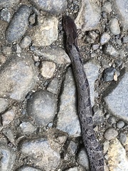 Stenorrhina degenhardtii