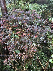 Enkianthus perulatus