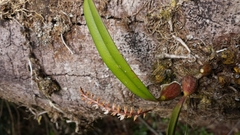 Bulbophyllum