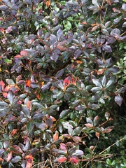 Enkianthus perulatus