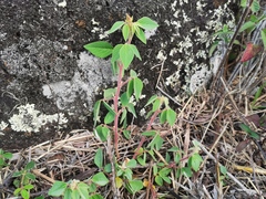 Desmodium intortum