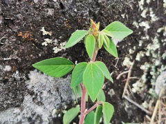 Desmodium intortum