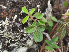 Desmodium intortum