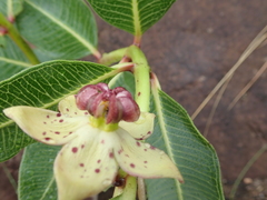 Pachycarpus natalensis
