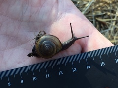 Helminthoglypta traskii