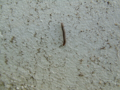 Pachyiulus apfelbecki