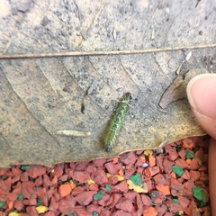 Uresiphita maorialis