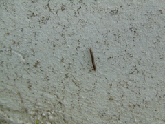 Pachyiulus apfelbecki