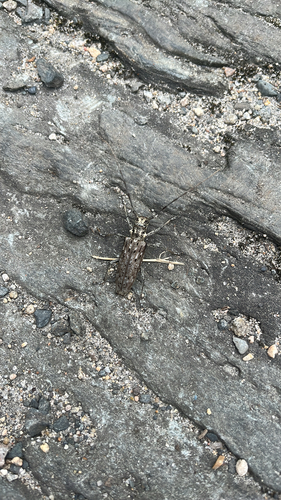 Northeastern Pine Sawyer