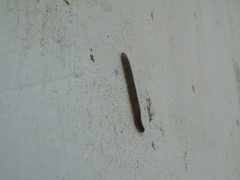 Pachyiulus apfelbecki