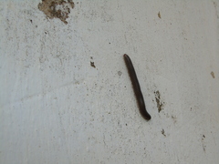 Pachyiulus apfelbecki