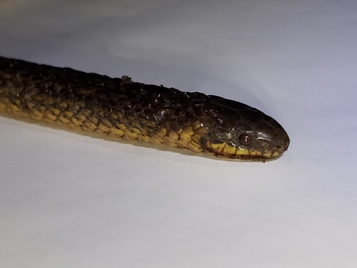 Photo of a Cerberus Groundsnake (Atractus cerberus)