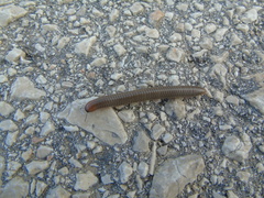 Pachyiulus apfelbecki