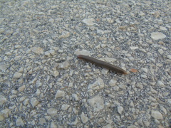 Pachyiulus apfelbecki