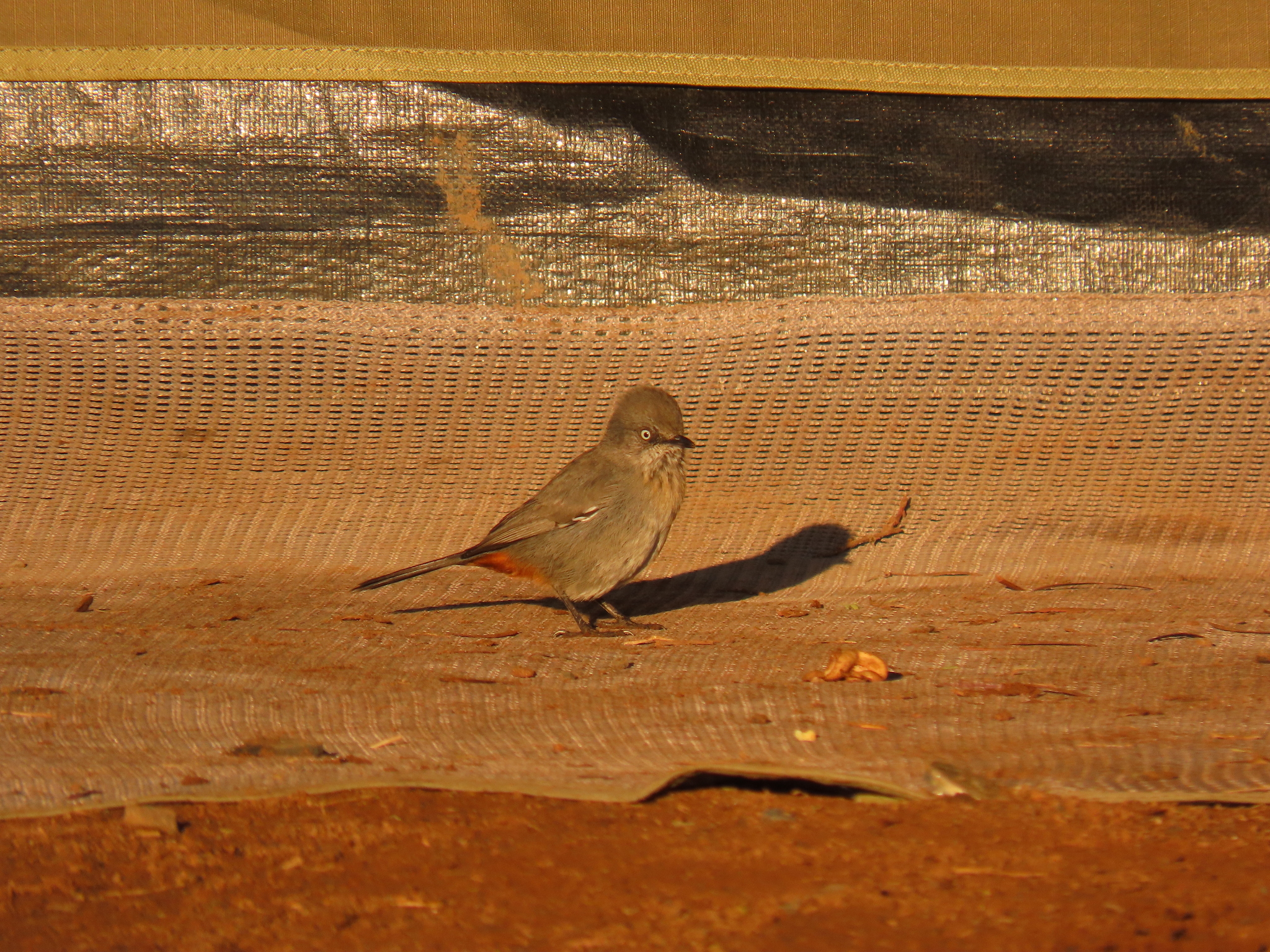 Chestnut-vented Warbler (Curruca subcoerulea)