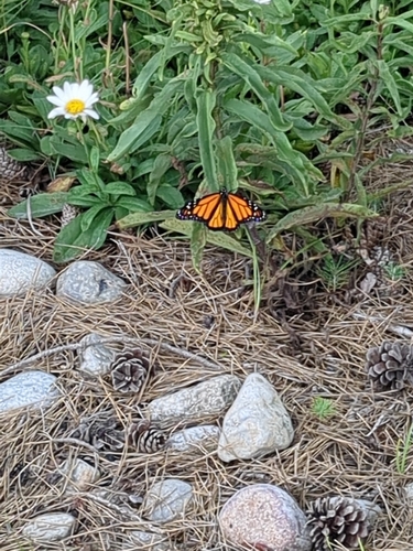 Monarch Butterfly