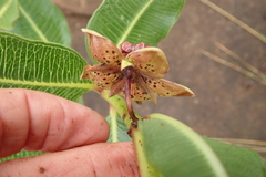 Pachycarpus natalensis