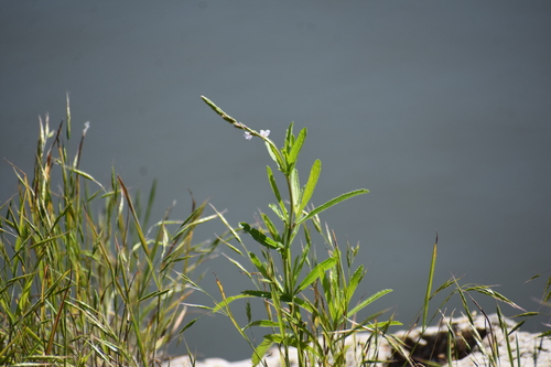 Narrowleaf vervain (Verbena simplex)