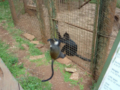 Cercopithecus mitis