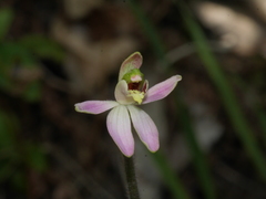 Caladenia variegata